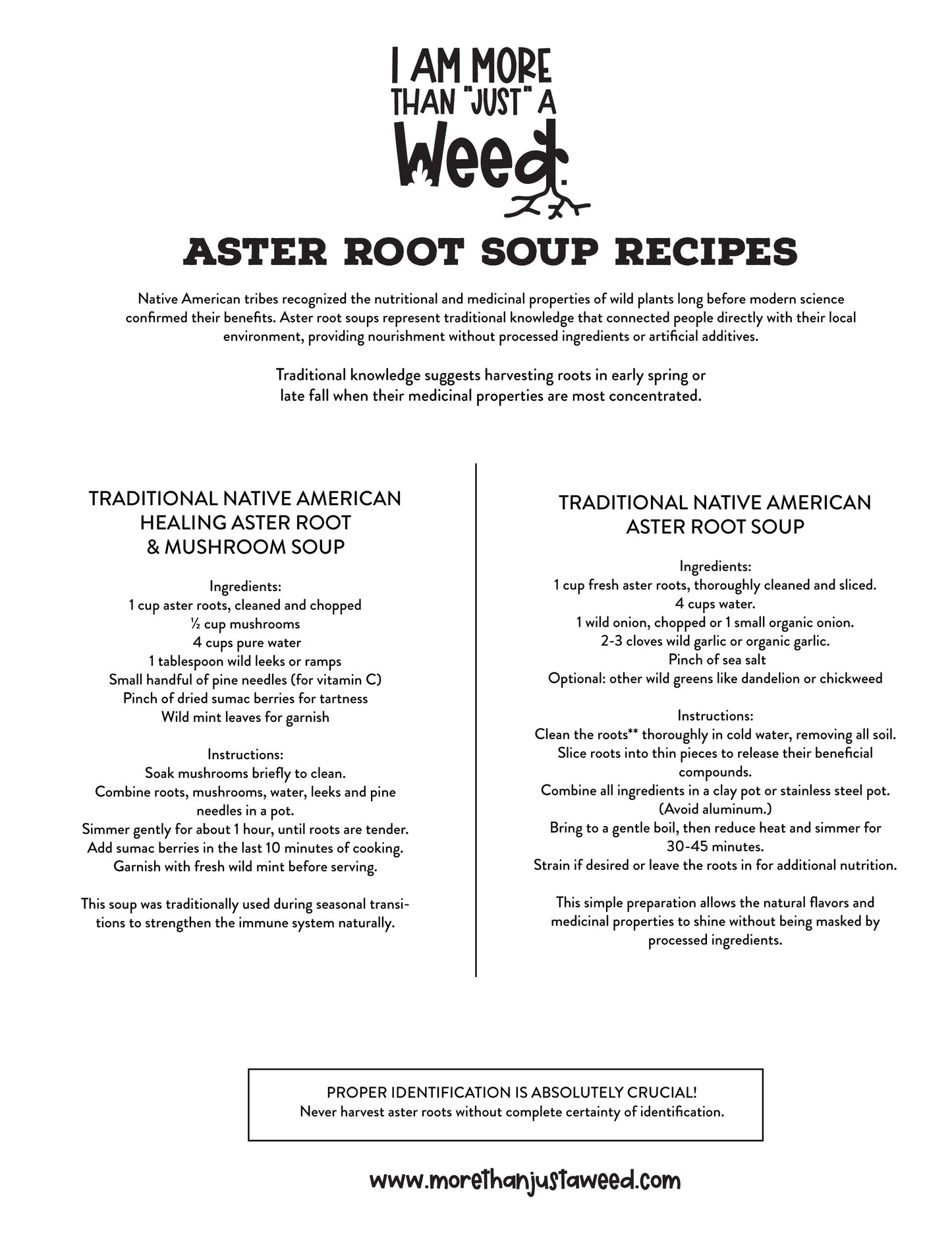 Aster Soup Recipes - Native American