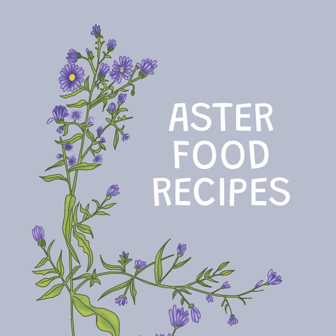 Aster Soup Recipes - Native American