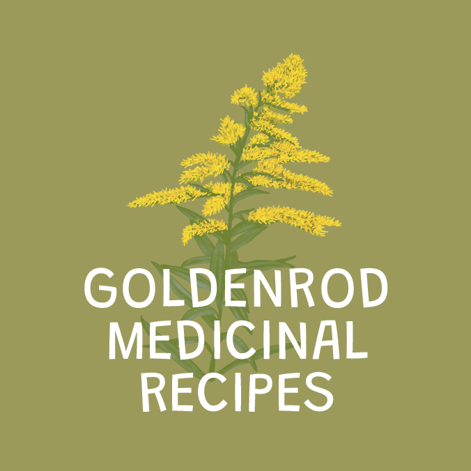 Goldenrod Medicinal Recipes