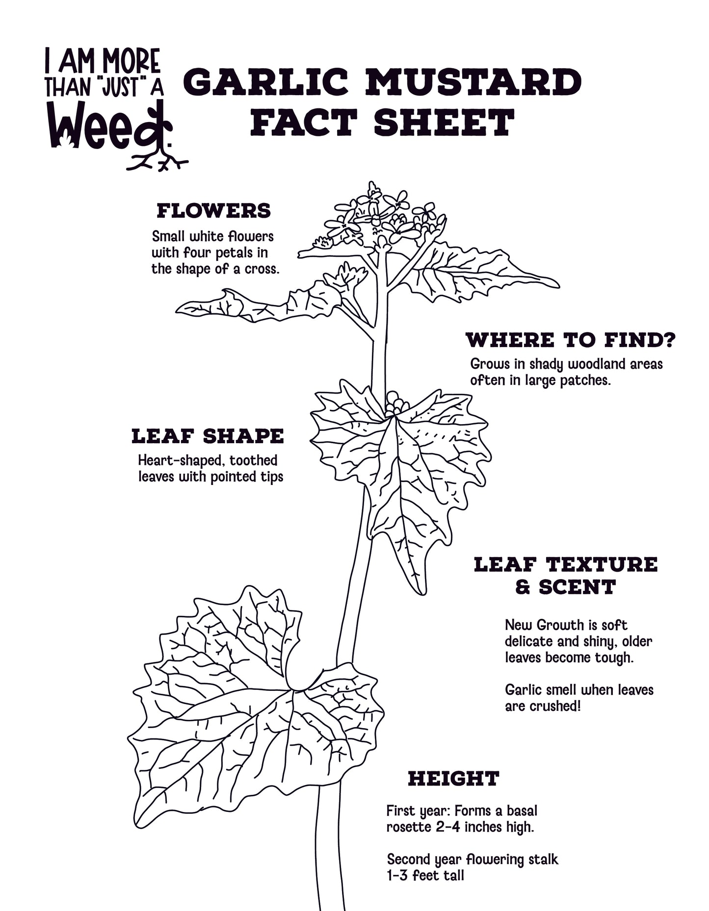 Garlic Mustard Fact Sheet