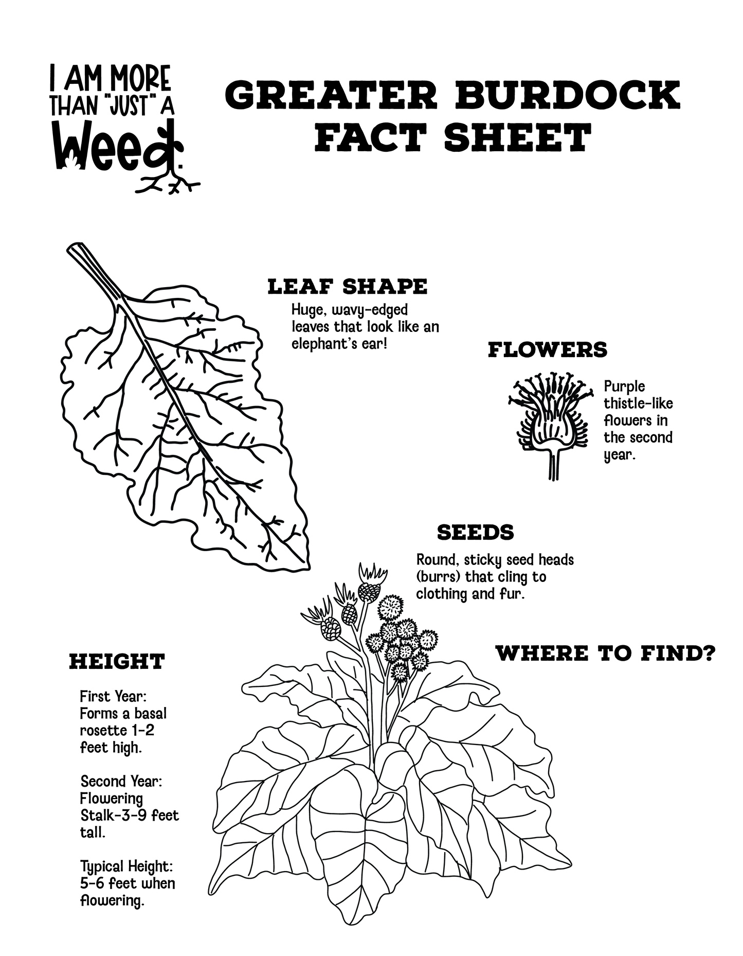 Greater Burdock Fact Sheet