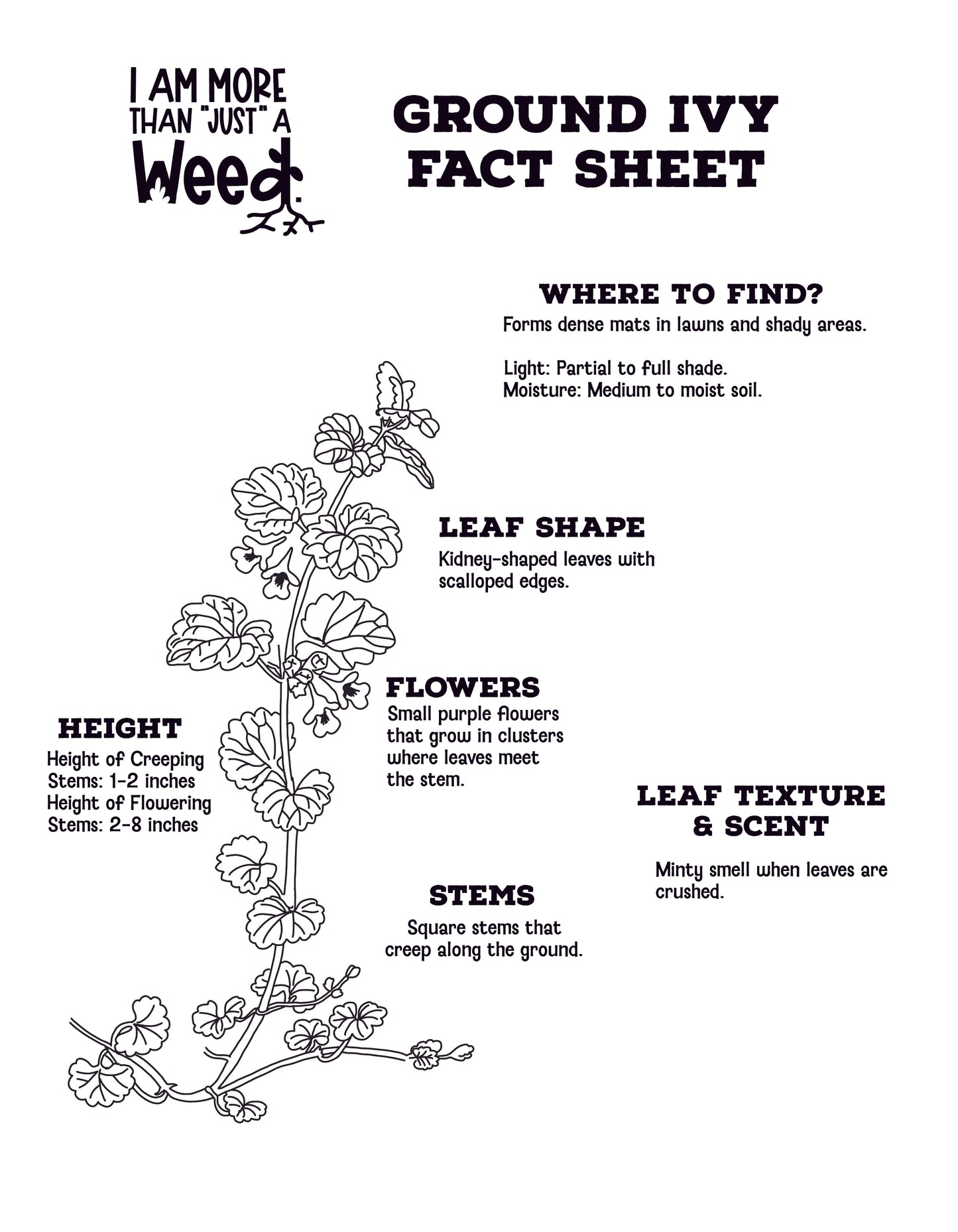 Ground Ivy Fact Sheet