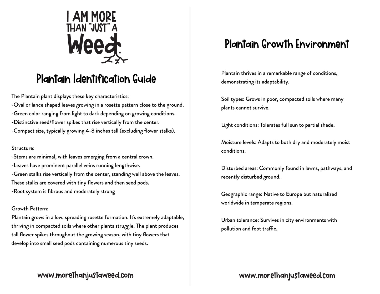 Plantain Study Guide