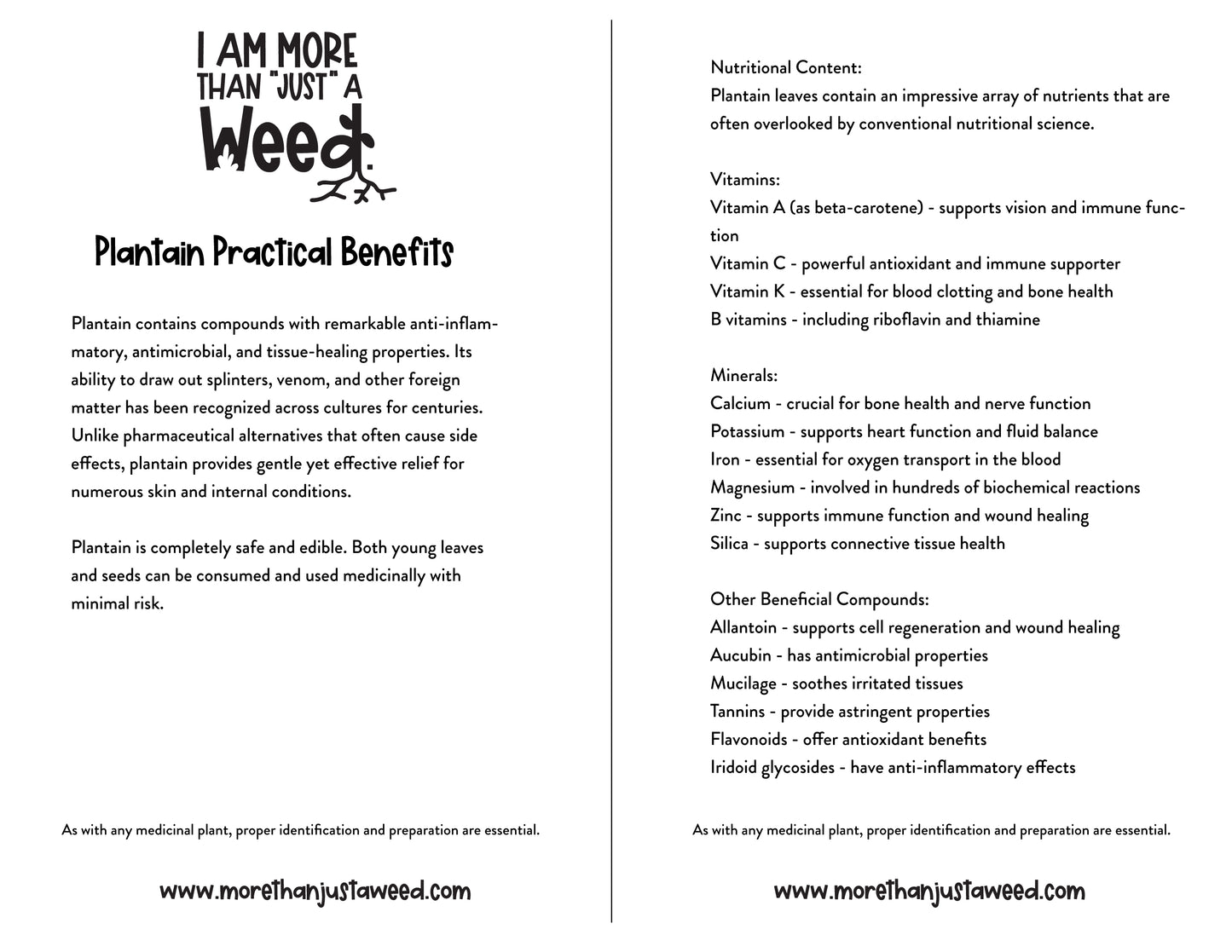 Plantain Study Guide