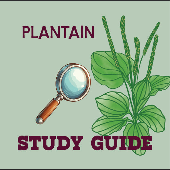 Plantain Study Guide