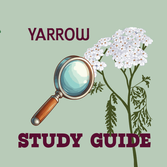 Yarrow Study Guide