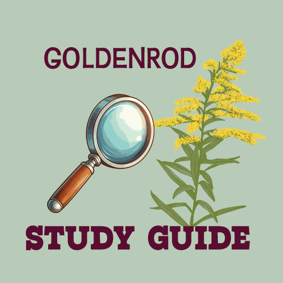 Goldenrod Study Guide