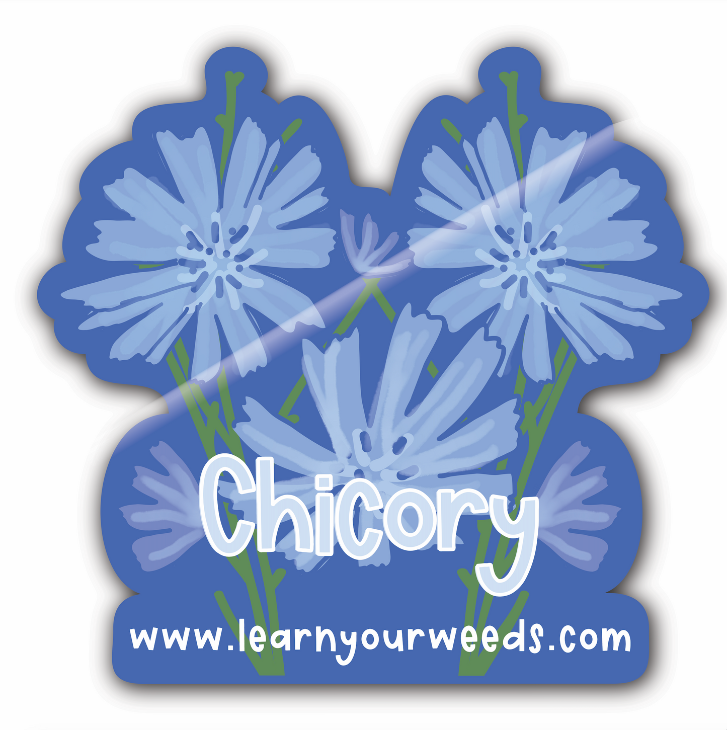 Chicory Sticker