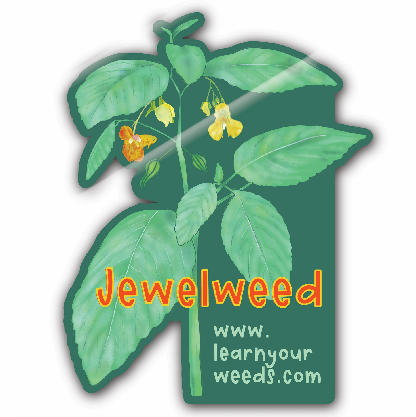 Jewelweed Sticker
