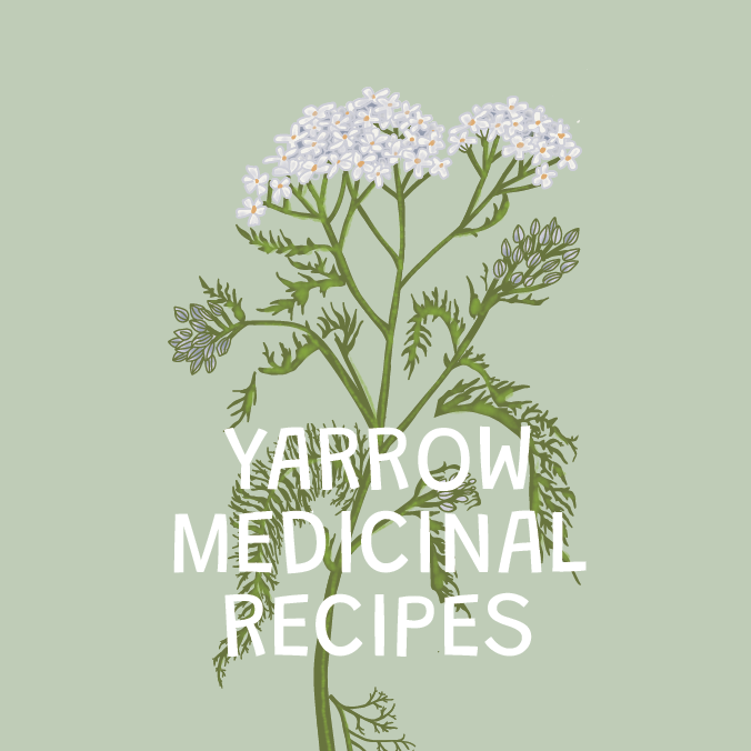 Yarrow Medicinal Recipes for Wound Care