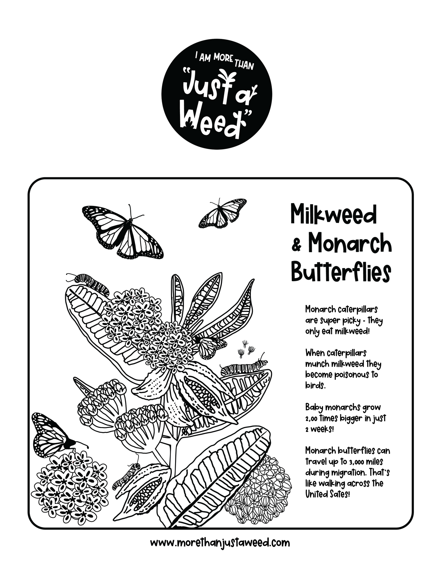 Milkweed Coloring Page