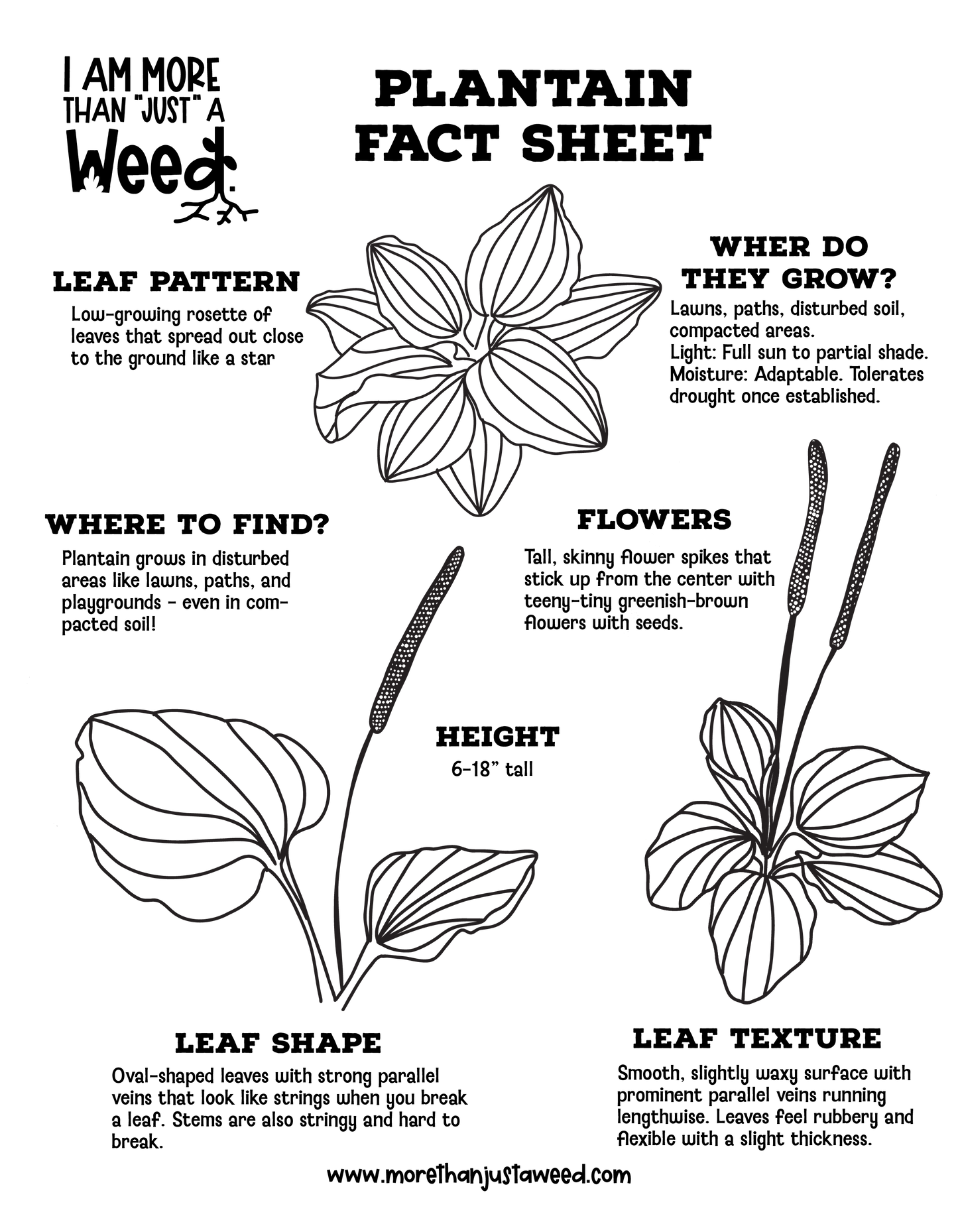 Plantain Fact Sheet