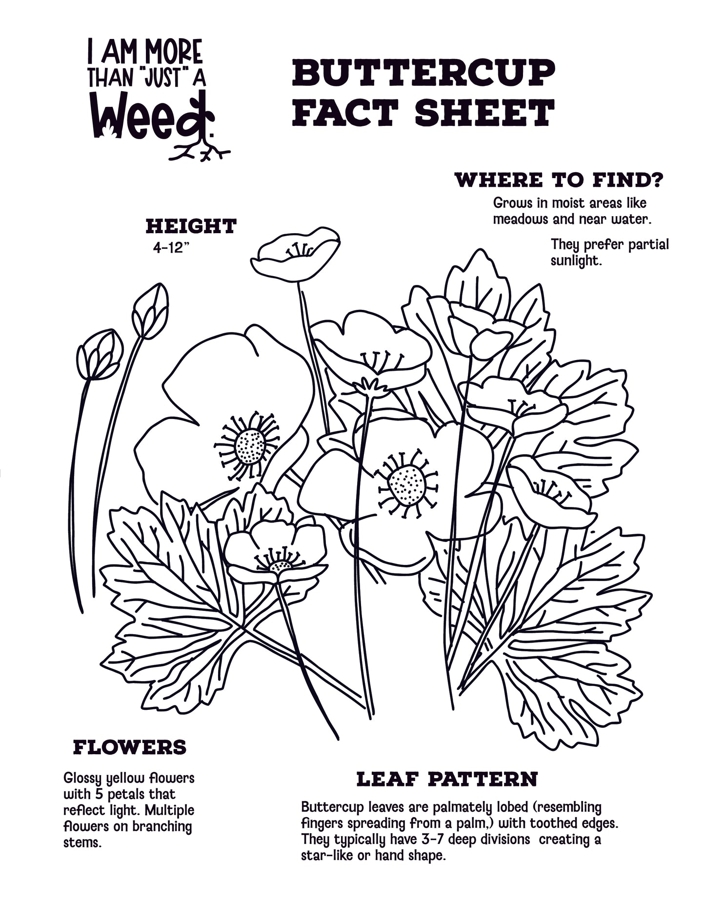 Buttercup Fact Sheet
