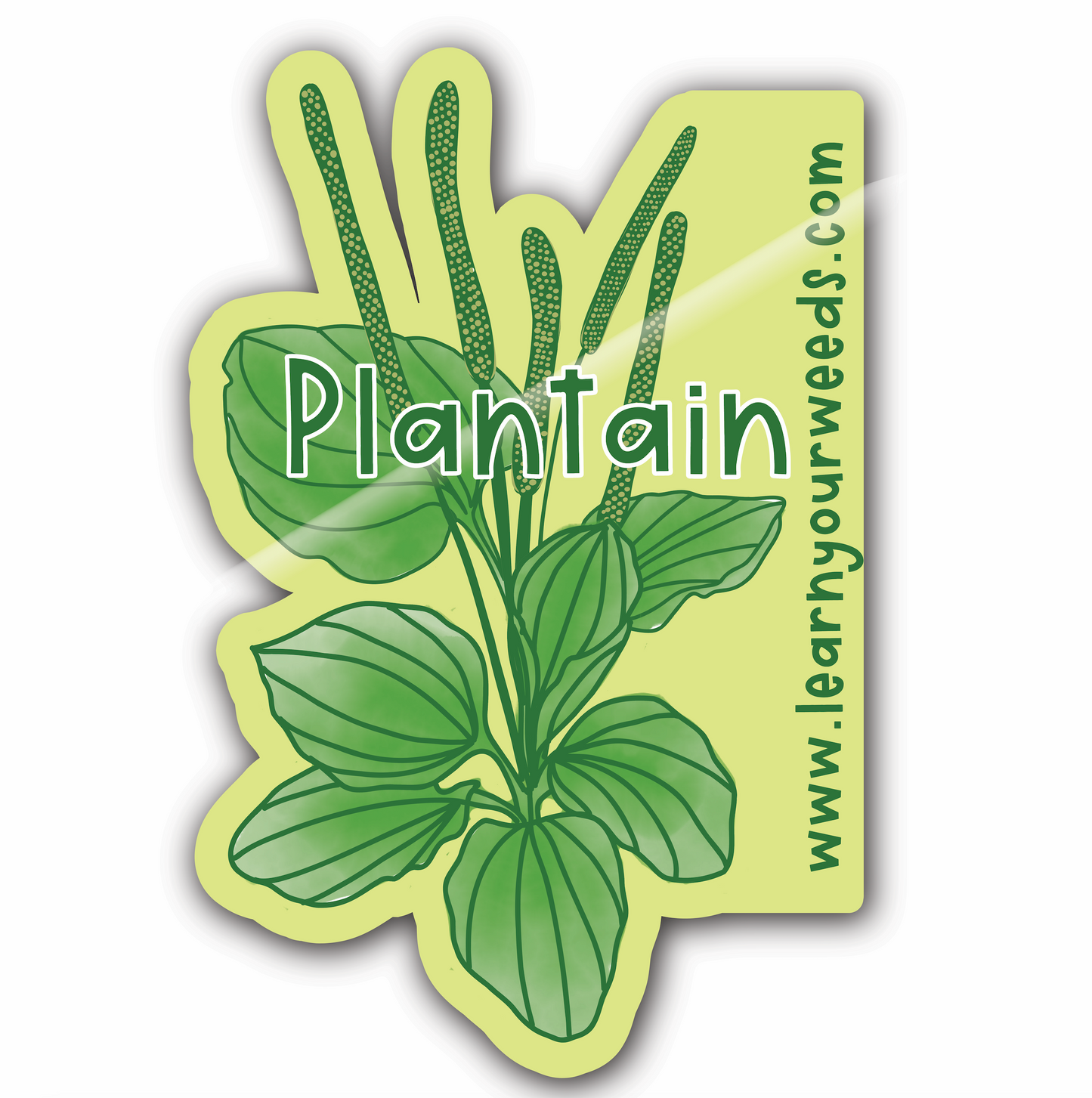 Plantain Sticker